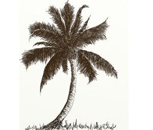 How to Draw Coconut Trees